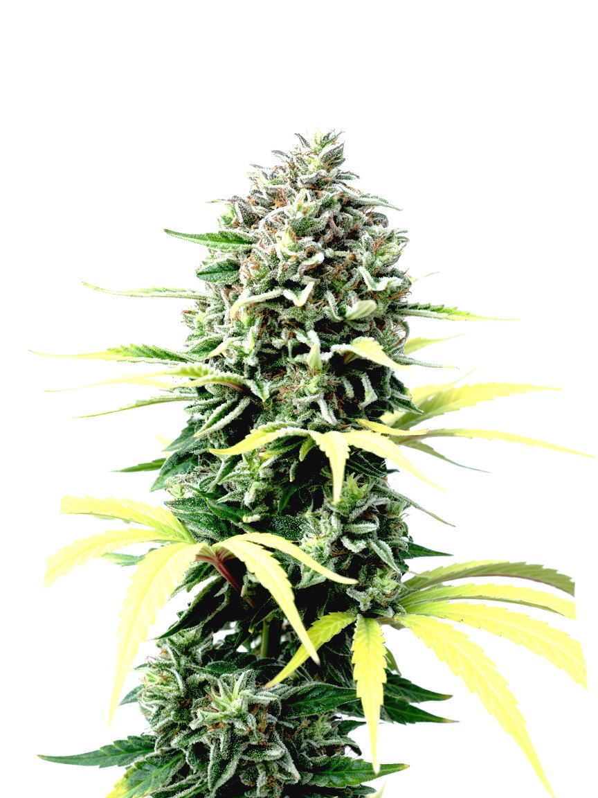 Strawberry Banana Cheese