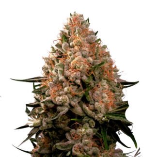 Strawberry Cough