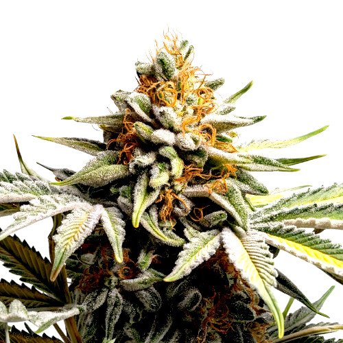 Super Lemon Haze