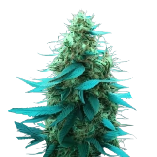White Widow Auto